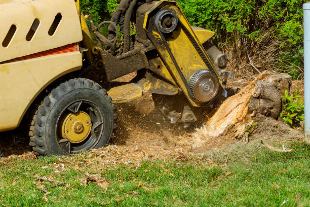Best Hedge Trimming  in Twin Lakes, VA
