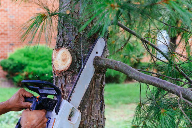 Best Emergency Tree Removal  in Twin Lakes, VA